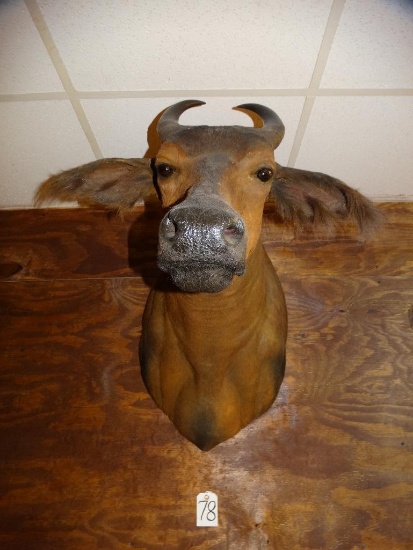 African Dwarf Forest Buffalo shoulder mount