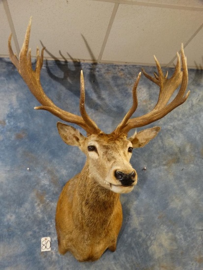 10 x 10 Red Stag shoulder mount