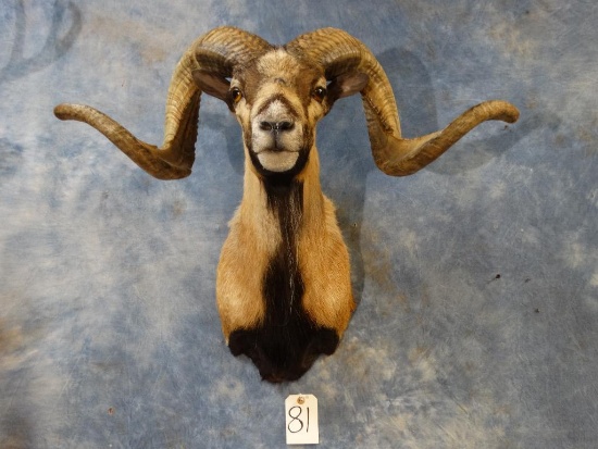 Corsican Ram shoulder mount