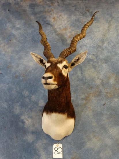 Blackbuck Antelope shoulder mount