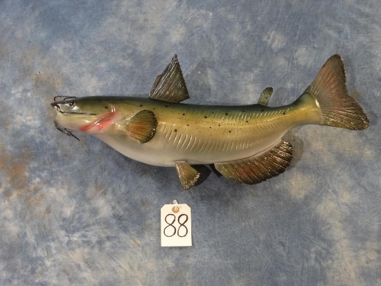 New Channel Catfish mount fiberglass