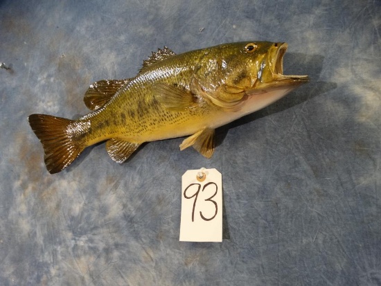 New Mount Largemouth Bass