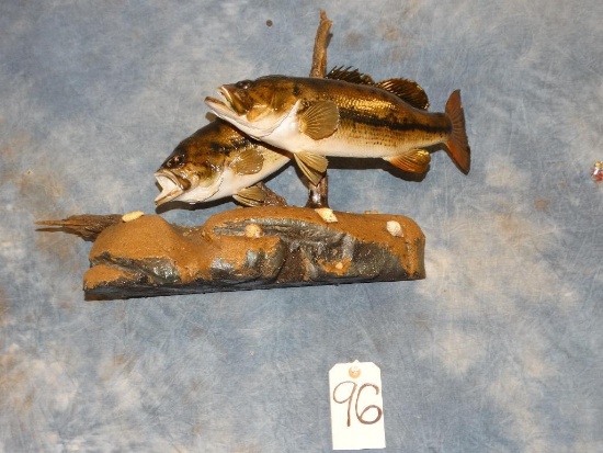 Pair of Feeding Largemouth Bass Real Skin Mount