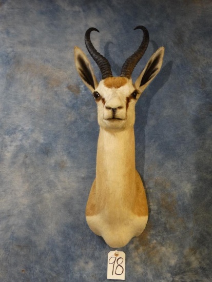 African Common Springbuck Gazelle shoulder mount