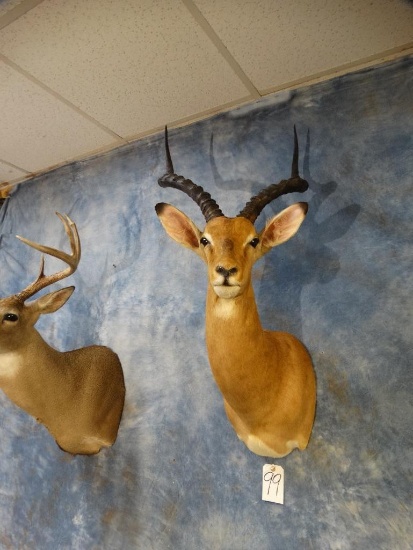 Trophy Impala shoulder mount