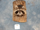 Raccoon Head in The Log