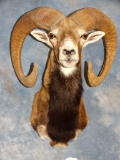 Gold Medal Record Book European Mouflon Ram shoulder mount