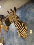 Gorgeous African Zebra shoulder mount