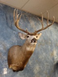 Mule Deer shoulder mount