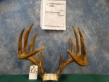 Boone & Crockett North Dakota Whitetail Deer Rack with scoresheet