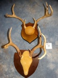 Pair of Texas Hill Country Whitetail Deer Racks mounted on Panels