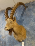 Siberian Ibex shoulder mount