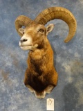 Iranian Red Sheep
