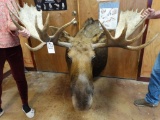 Large Canadian Moose shoulder mount