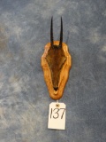 African Oribi Antelope Horns on plaque