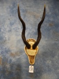 African Lesser Kudu Horns on plaque