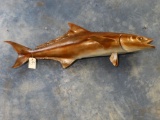 Rare Cobia or Ling Saltwater Fish mount