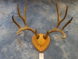 8 x 8 Mule Deer Rack on Panel