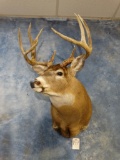 9pt. Canadian Whitetail Deer shoulder mount