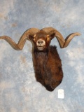 Black Hawaiian Ram shoulder mount