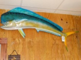 Beautiful Dorado Fish mount