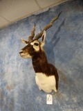 Beautiful Blackbuck Antelope shoulder mount