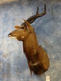 African Southern Nyala shoulder mount