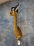 African Gerenuk Gazelle shoulder mount