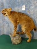 Beautiful Bobcat full body mount