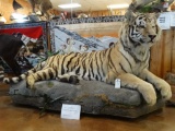 RARE OPPORTUNITY!!!!! Siberian Tiger full body mount