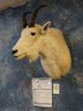 Boone & Crockett Record Book Rocky Mountain Goat shoulder mount