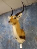 African Kafue Flats Lechwe shoulder mount