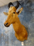 African Lelwell Hartebeest shoulder mount