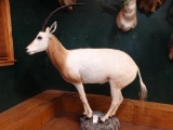 Scimitar Horned Oryx full body mount