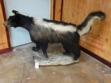 World Record (Texas Skunk) full body mount