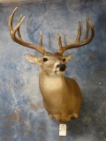 157 gross 11 pt. South Texas Whitetail Deer shoulder mount
