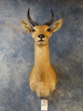 East African Bohor Reedbuck shoulder mount