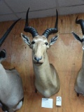 World Record Hunters Antelope (Hirola) shoulder mount