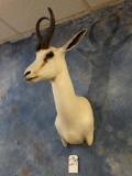 White Springbuck Gazelle shoulder mount