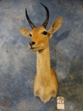 African Southern Mountain Reedbuck shoulder mount