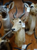 No. 5 Puku African Antelope shoulder mount
