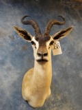 No 2 Record Book Soemmerring Gazelle shoulder mount