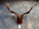 Monster Catalina Goat Horns on Panel