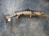 Huge 55 inch Real Skin & Teeth Barracuda Mount