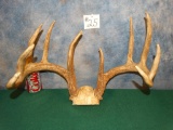 152 1/8 gross 10pt. Iowa Whitetail Deer Antlers