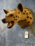 Large African Spotted Hyena shoulder mount