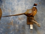 Brand new Ringneck Pheasant mount
