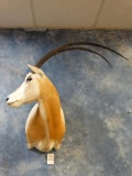 Record Book Scimitar Horned Oryx shoulder mount