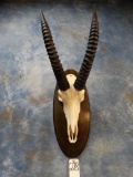 African Roan Antelope Skull