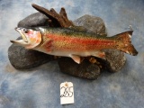 Reproduction Rainbow Trout